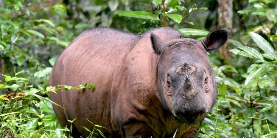 Ein Sumatra-Nashorn aus Indonesien