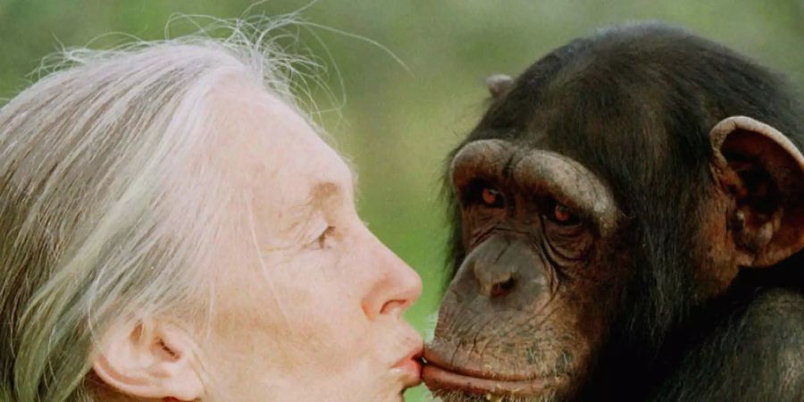 In der Evolution sind die Gehirne von Menschen und Menschenaffen unterschiedliche Wege gegangen. Was dahinter steckt, haben Forschende untersucht. (Im Bild: Jane Goodall mit weiblichem Schimpansen, 1997.)