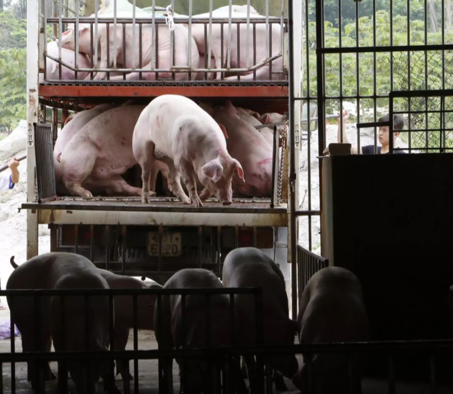 Misshandlung Schweine Tierrecht