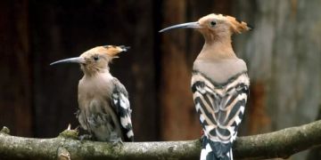 Birdlife Schweiz