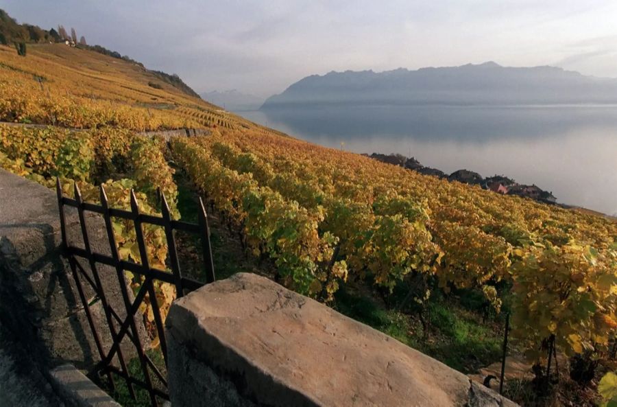 Lavaux Umfrage Schweizer Jugend