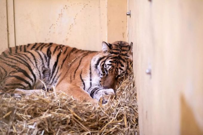 Die völlig erschöpften Tiger werden in polnischen Zoos untergebracht. Tiger