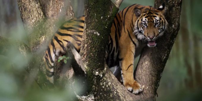 In Indonesien kam es erneut zu einem tödlichen Tigerangriff. (Symbolbild) tiger