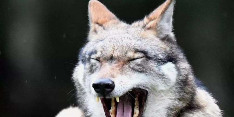 Ein Wolf in seinem Gehege im Wildpark Eekholt. Foto: Carsten Rehder/dpa