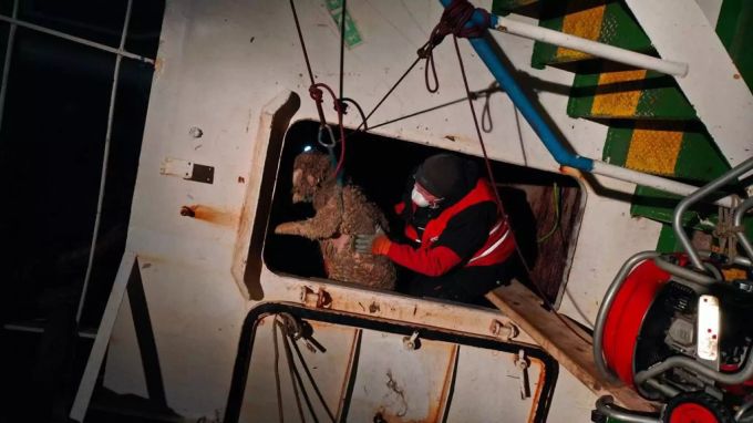 Die lebende «Fracht» wird durch Löcher in der Wand aus dem Boot gehievt. Vier Pfoten