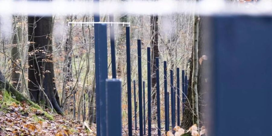 Zaunpfähle stehen im Waldboden: Der umstrittene Wildschweinzaun an der deutsch-dänischen Grenze. Foto: Frank Molter/dpa