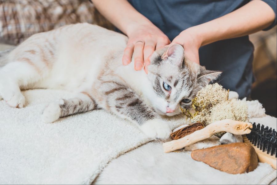 Katze wird massiert.