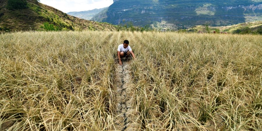 Ein Mann überprüft die durch Dürre verursachten Schäden an Reis (2022).
