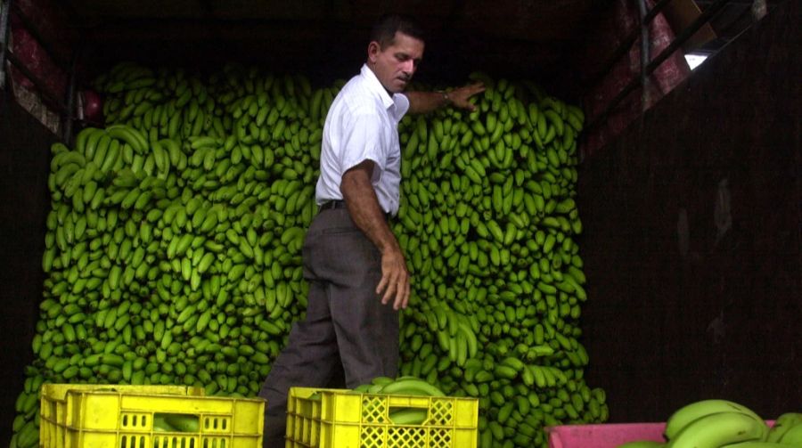 Die Bananen werden grün geerntet, reifen bis zum Verkauf und Verzehr nach.