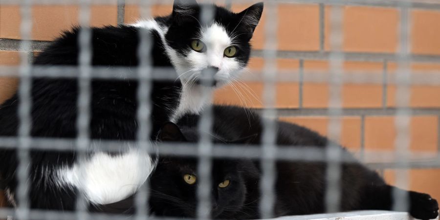 Katzen sitzen im Tierheim Leverkusen.