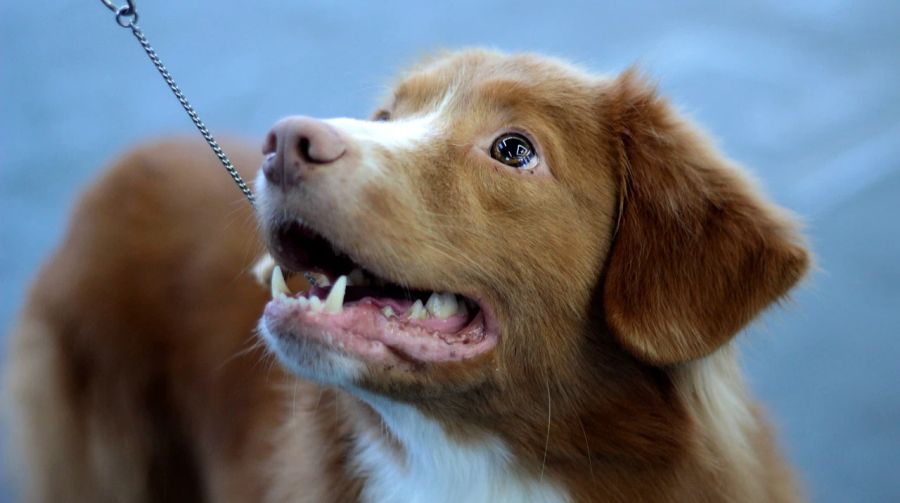 Nun hat der Deutsche Angst um seinen rothaarigen Hund. (Symbolbild)