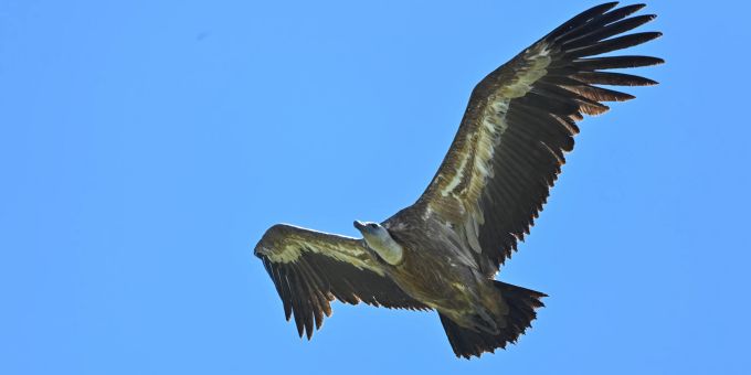 Vögel beobachten - Birding – die besten Orte für Einsteiger