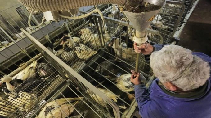 Die Herstellung von Stopfmast ist grausam für die Tiere. Stopfmasthühner