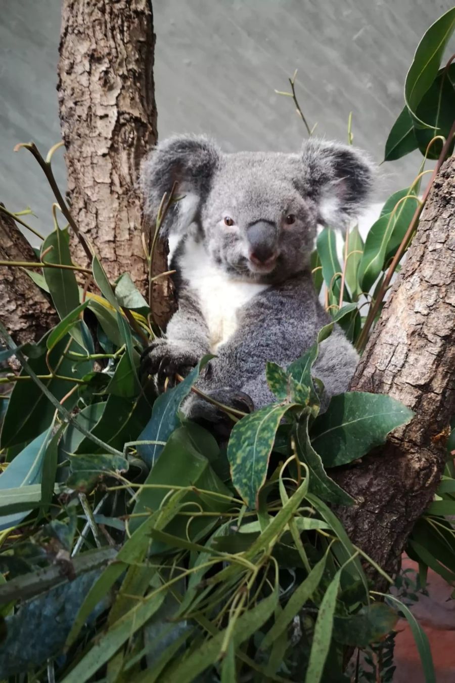 Koala Pippa