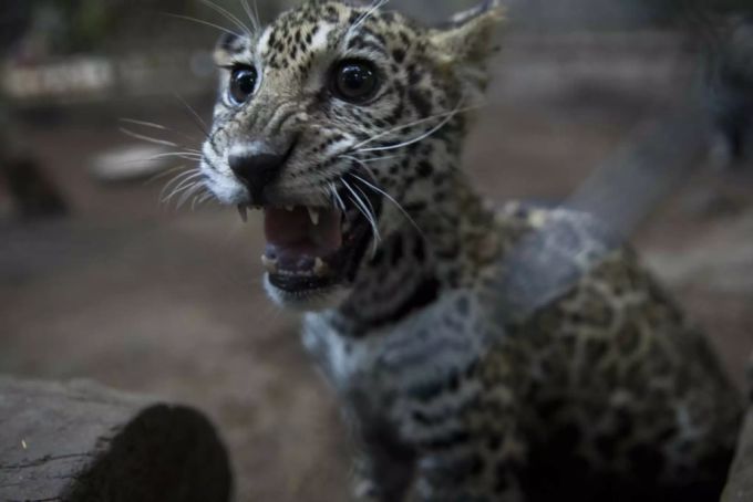 Die Tiere hätten nach China verkauft werden sollen. Jaguar Nicaragua