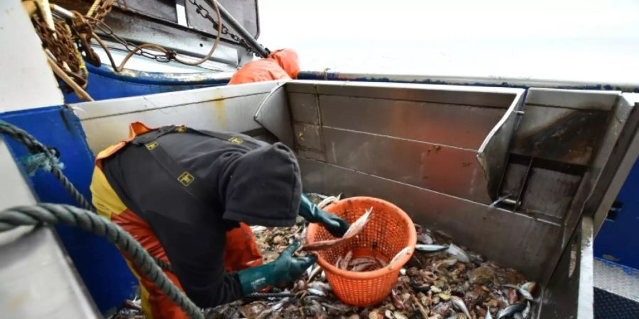 Französische Fischer in britischen Gewässern