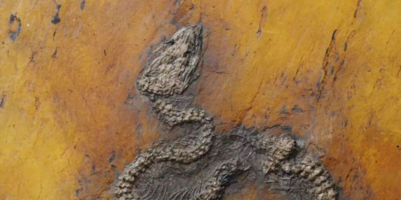 Python Fossils Älteste fossile Python im Welterbe Grube Messel entdeckt | Nau.ch
