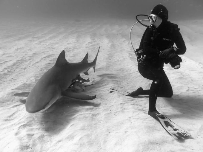 Gillian Shark: Haie sind eigentlich scheue und intelligente Tiere. Gillian Shark und Hai.