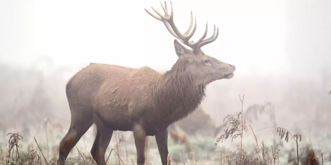 Ein Hirsch steht im Nebel in einem Park. (Symbolbild) Hirsch