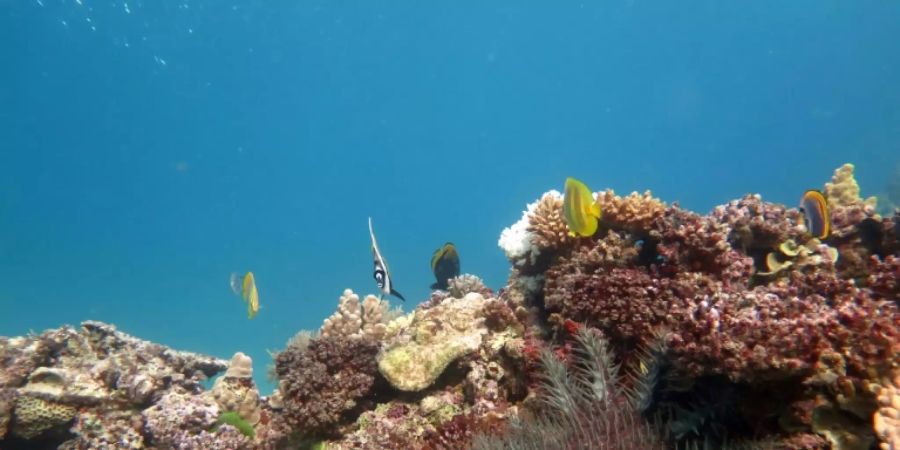 Auch das Great Barrier Reef gilt als bedroht