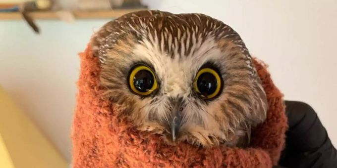Die kleine Sägekauz-Eule im Ravensbeard Wildlife Center in New York. Sägekauz-Eule New York