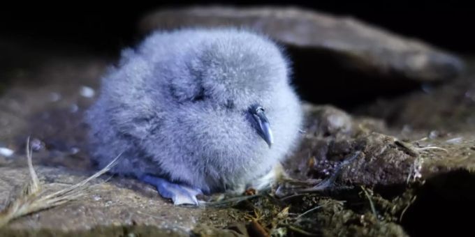 Das von der «Royal Society for the Protection of Birds» (RSPB) zur Verfügung gestellte Foto zeigt einen Kleinen Entensturmvogel. Mäuse bedrohen seltene Vogelart