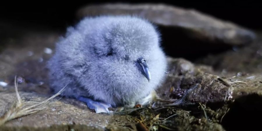 Mäuse bedrohen seltene Vogelart