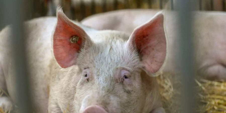 Öko-Landbau fordert mehr politische Unterstützung