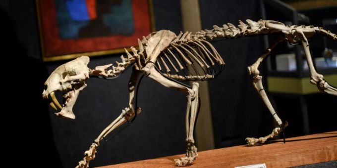 Säbelzahntiger - 75'000 Franken für 40 Millionen Jahre altes Skelett