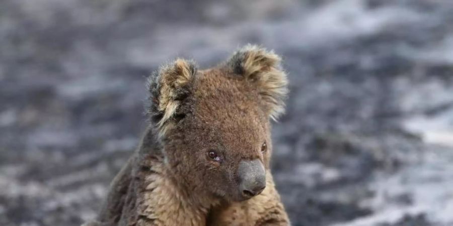 Ein verletzter Koala sitzt nach den Buschfeuern auf Kangaroo Island auf verbrannter Erde. Mehr als 60.000 Koalas sind durch die verheerenden Buschbrände im Sommer 2019/20 in Australien getötet, verletzt, vertrieben oder traumatisiert worden. Foto: David Mariuz/AAP/dpa