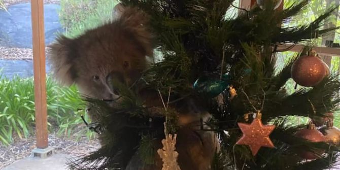 Koala in Weihnachtsbaum