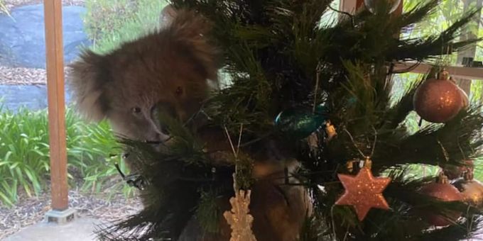 Good News - Frühes Geschenk: Familie findet Koala in Weihnachtsbaum