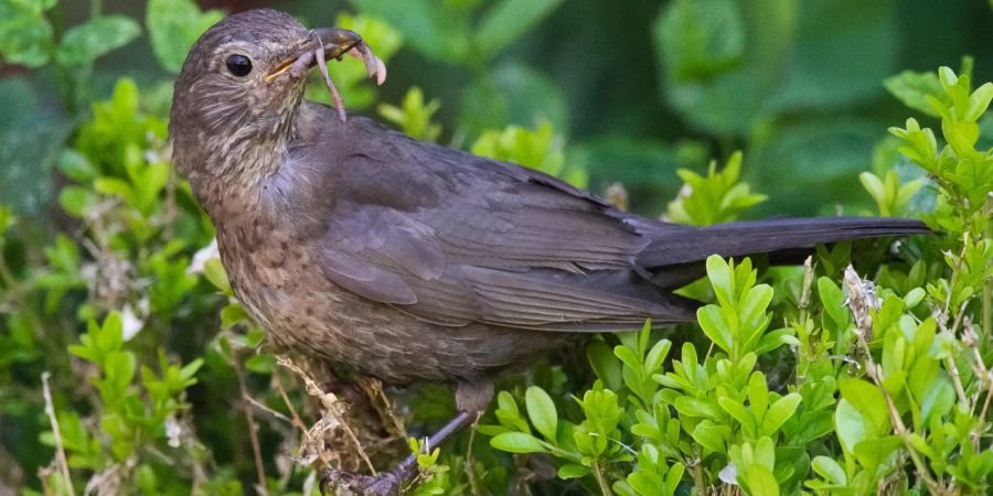 Schweizerische Vogelwarte Sempach