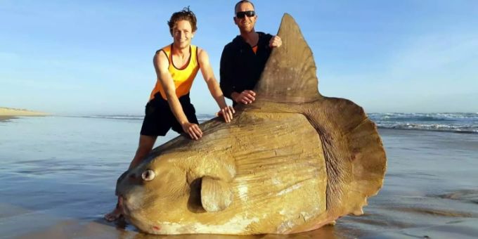 Mutmasslicher Sonnenfisch in Australien angespült Mutmasslicher Sonnenfisch in Australien angespült