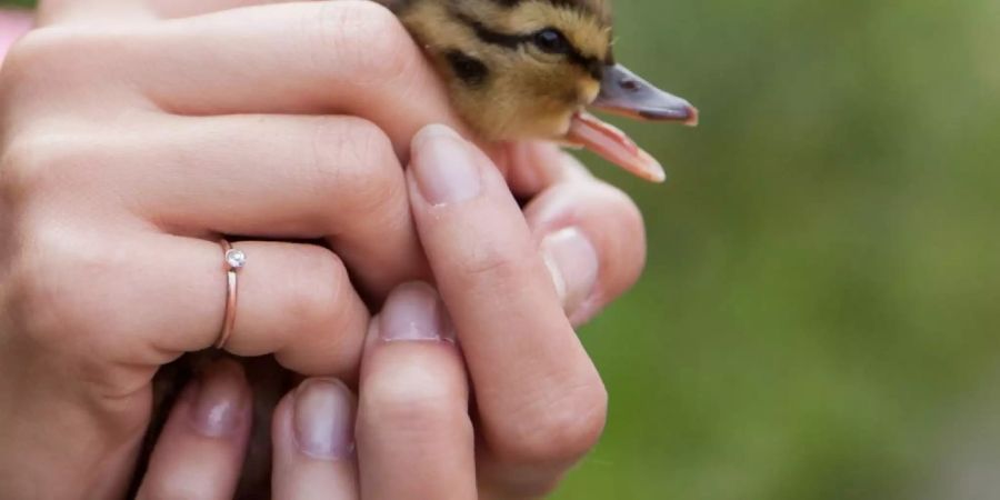 Um einen Jungvogel an einen sicheren Ort zu transportieren, darf man ihn ruhig auch mit blossen Händen anfassen. Die Eltern kümmern sich danach weiter um den Jungvogel, bis er selbstständig ist.