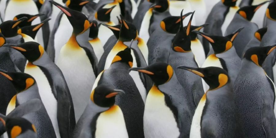 kaiserpinguine