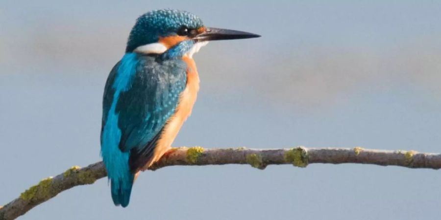 Ein Eisvogel (Alcedo atthis) verweilt am Morgen im Naturschutzgebiet Gronauer Masch in Niedersachsen. Foto: Julian Stratenschulte