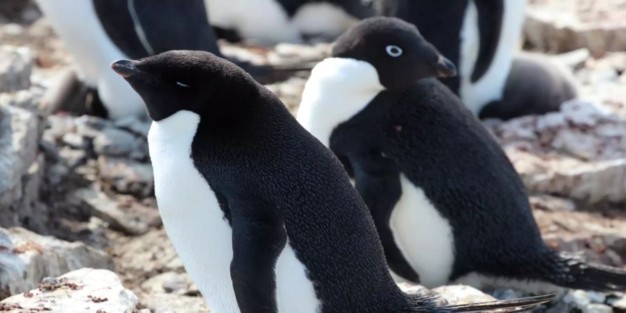 Pinguine und Robben düngen die Antarktis