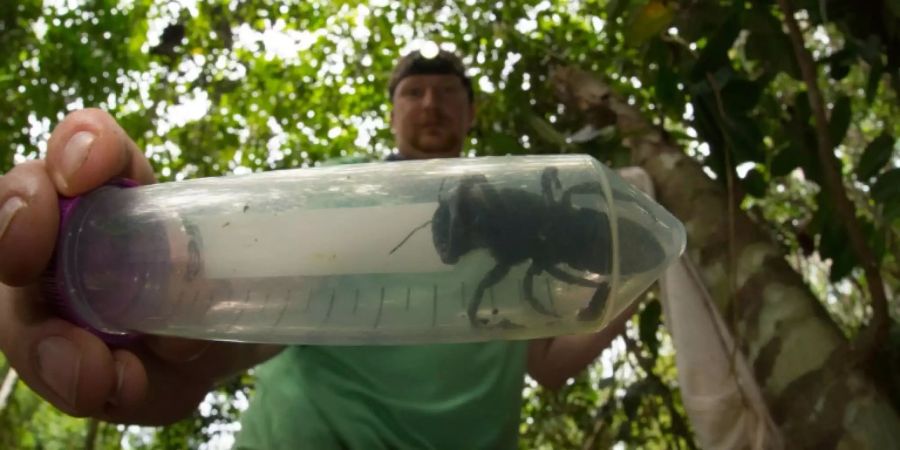 Bienenexperte Eli Wyman mit einer Wallace-Riesenbiene