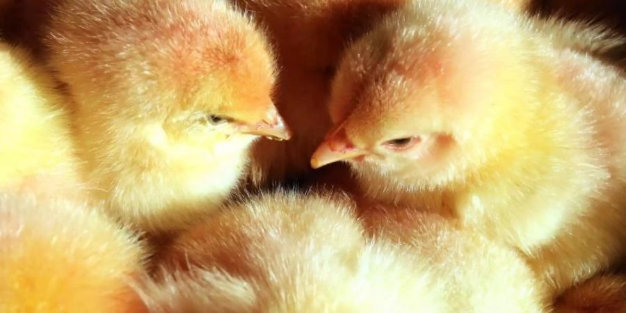 Derzeit werden bei der Zucht von Legehennen in Deutschland jährlich mehr als 40 Millionen männliche Küken getötet, da sie keine Eier legen und nicht so viel Fleisch ansetzen wie Masthähnchen. Foto: Bernd Wüstneck