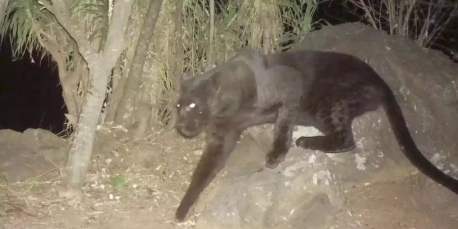 Das Video-Standbild aus der Loisaba Conservancy in Laikipia in Keni. Die Aufnahmen wurden von Kameras der Wissenschaftler um Nicholas Pilfold aufgenommen. Foto: San Diego Zoo Global