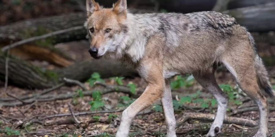 Ein Wolf in einem Wildgehege. Auf Truppenübungsplätzen fühlen sich die Raubtiere augenscheinlich wohl. Foto: Monika Skolimowska