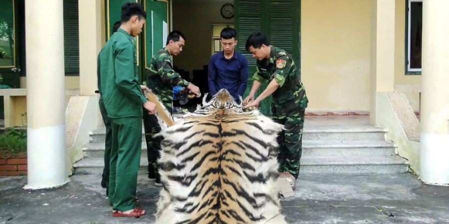 Grenzschützer mit beschlagnahmten Tigerfell