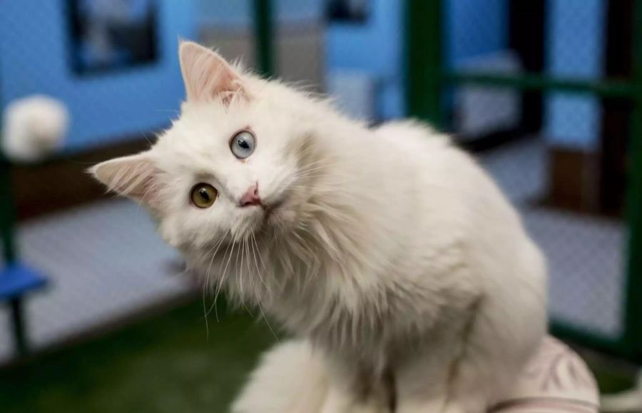 Katzen