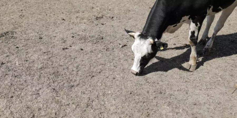 Eine Kuh versucht, auf einer vertrockneten Weide noch etwas Futter zu finden. Hitze und Trockenheit machten den Bauern im Sommer 2018 zu schaffen. Foto: Jan Woitas/ZB/Archiv