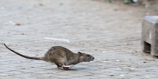 Ratten