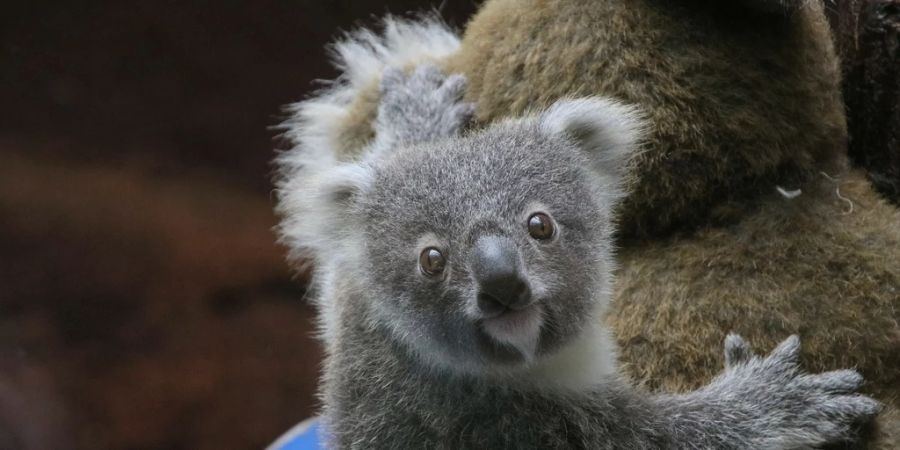 Koala