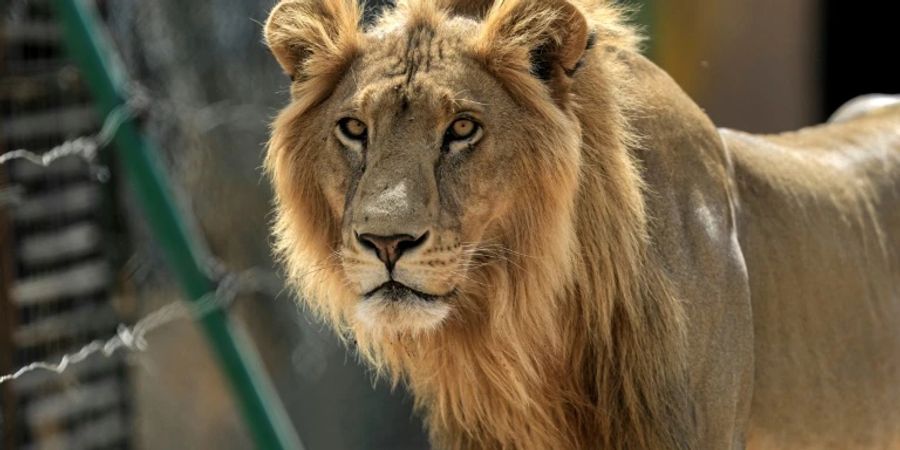 Ein Löwe im Rettungszentrum für Tiere nahe Khartum