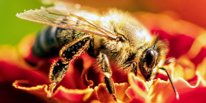 Biene schlürft Pollen auf einer Blüte. (Symbolbild). Biene