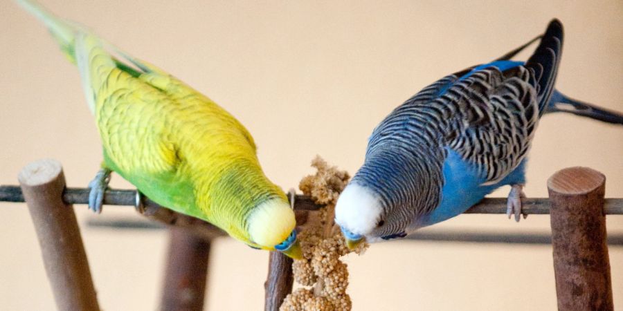 Wellensittich gelbgrün blau Fressen Futter